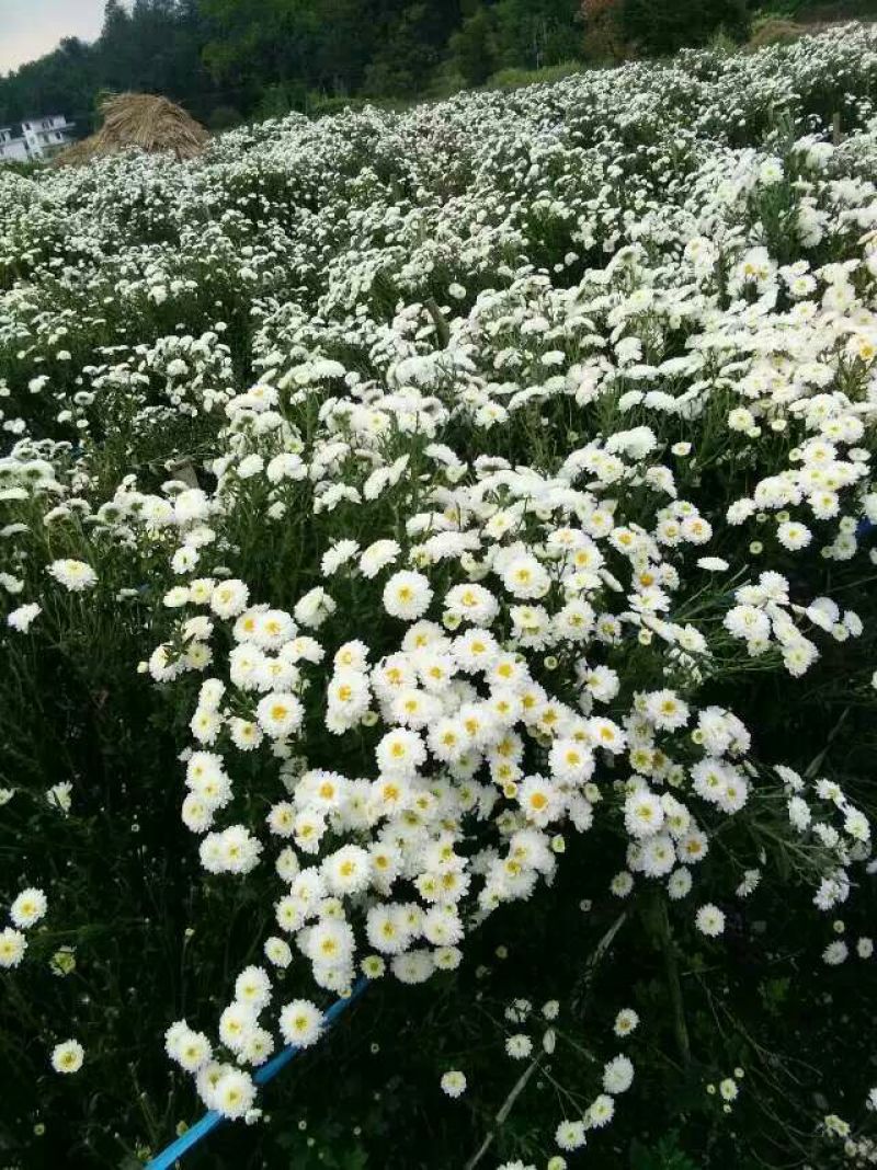 菊花茶