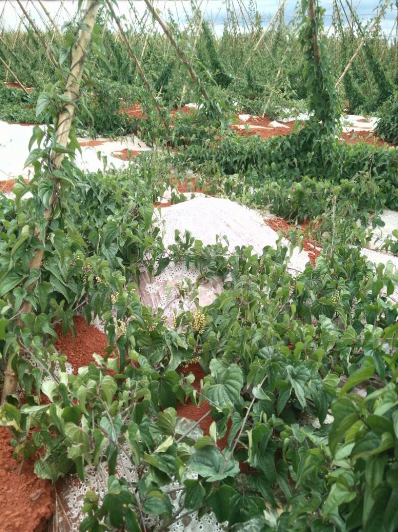 灵芝山药70厘米以上特级