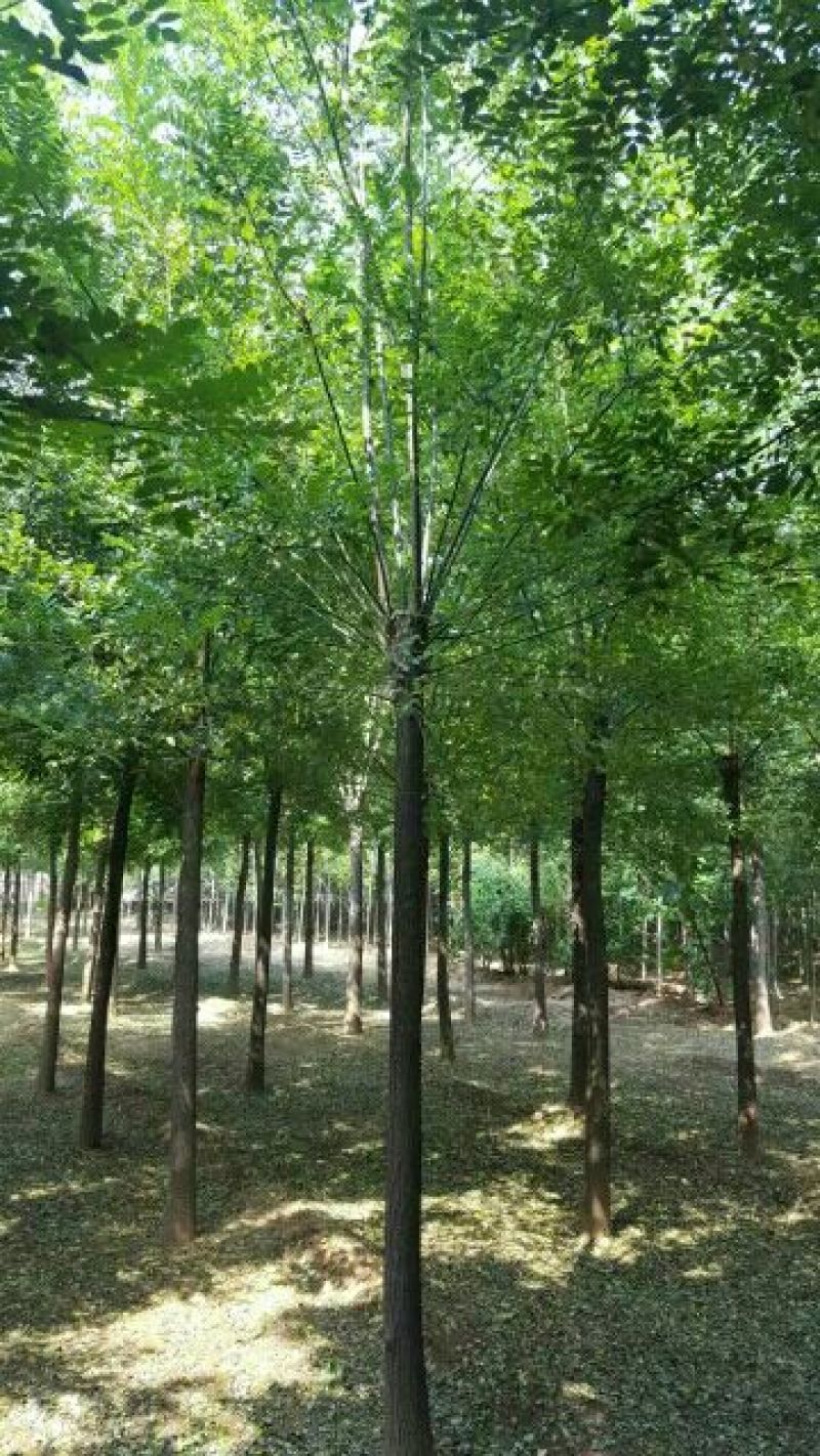 国槐10~12cm10~12cm2~3米