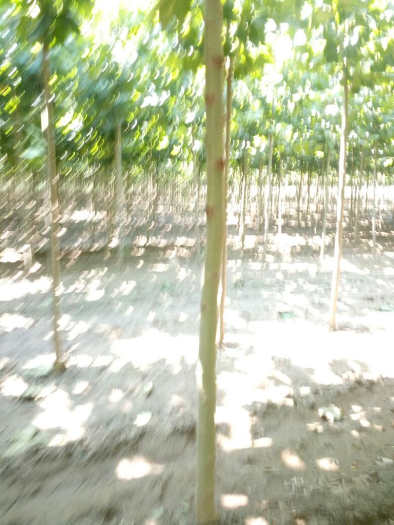 法桐1~2米6~8cm6~8cm2.5~3米