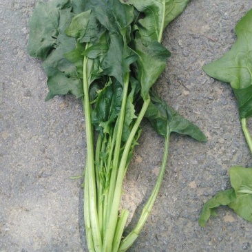 大叶菠菜25~30厘米