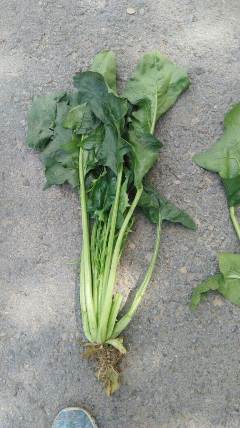 大叶菠菜25~30厘米