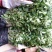武都大红袍花椒苗0.5~1年