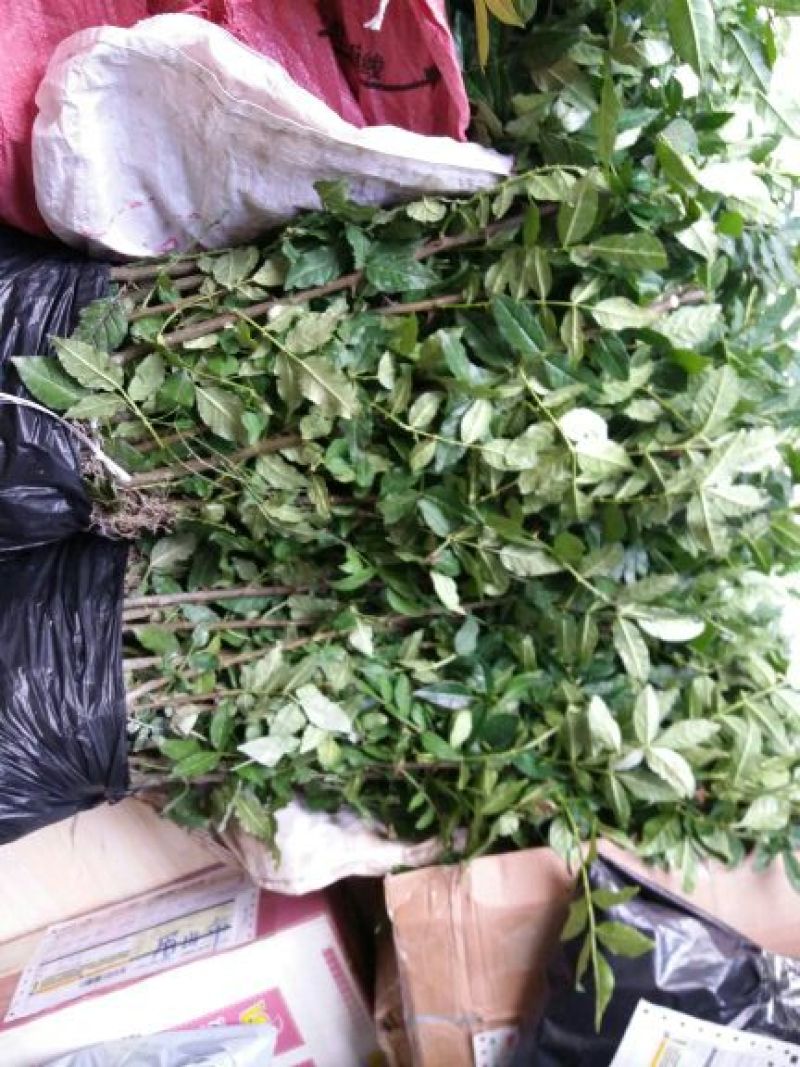 武都大红袍花椒苗0.5~1年