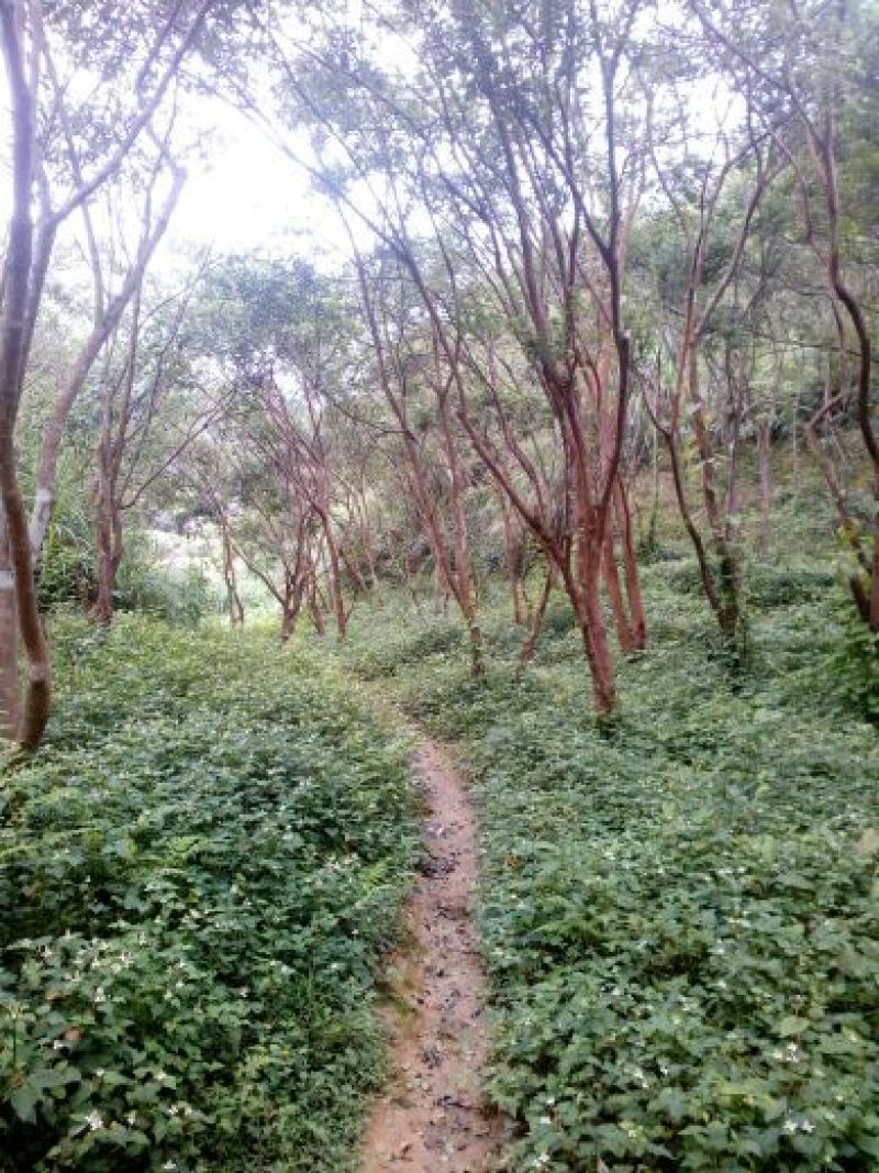 茶油