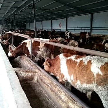 西门塔尔牛犊100~200kg