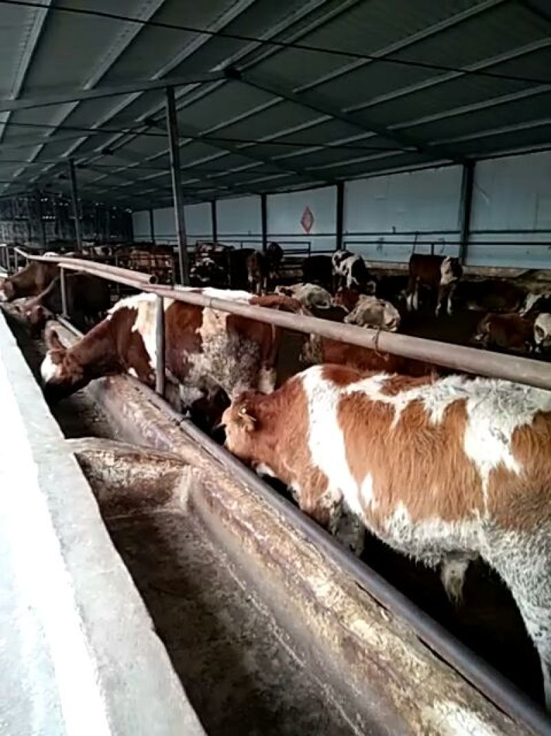 西门塔尔牛犊100~200kg