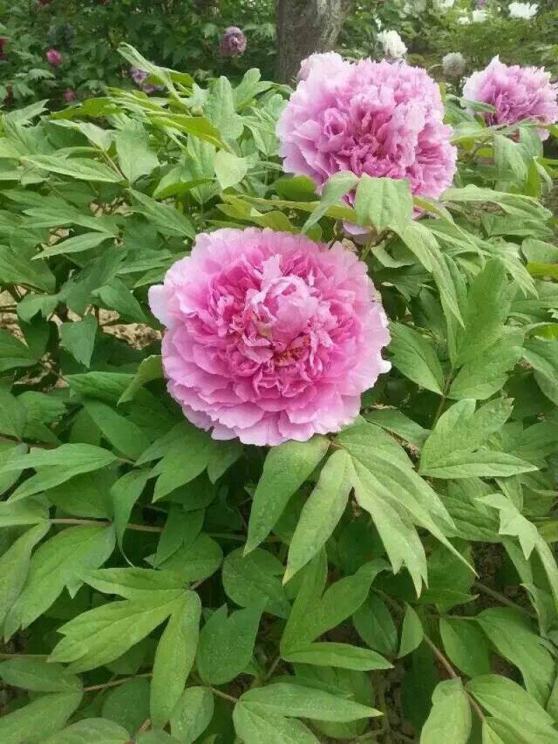 牡丹苗10cm以下