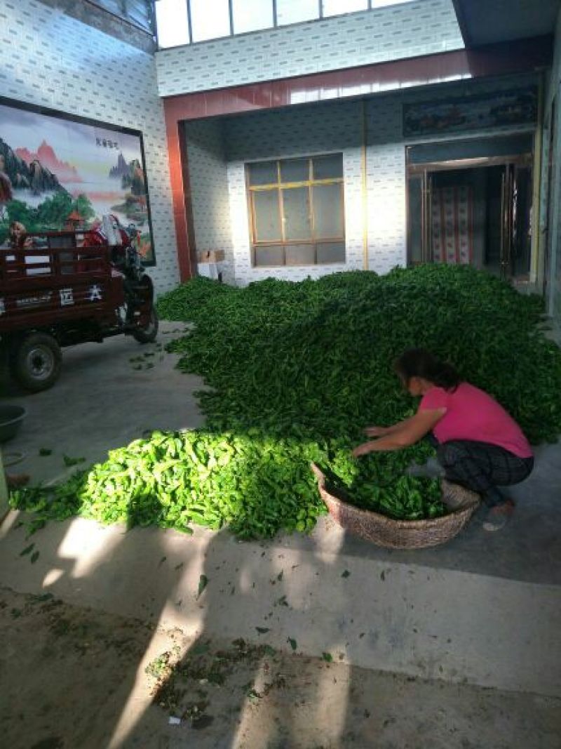 精品螺丝椒10~15厘米，质量上乘，产地直供，欢迎选