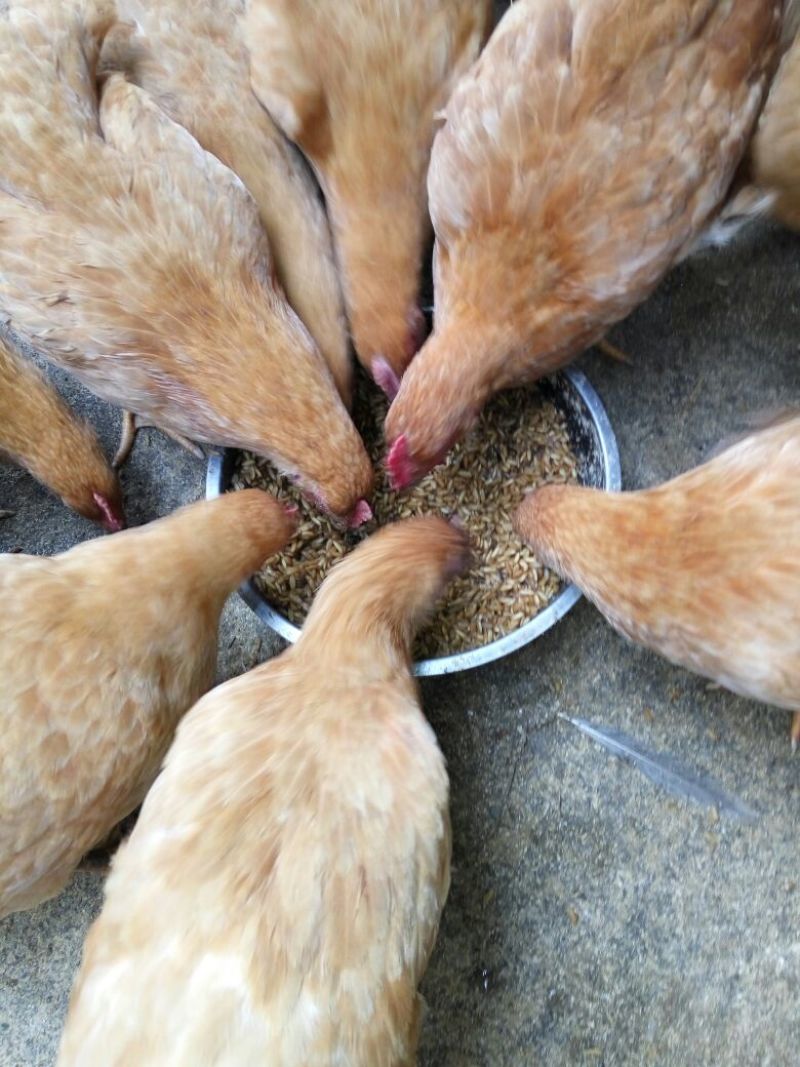 土鸡6~9月