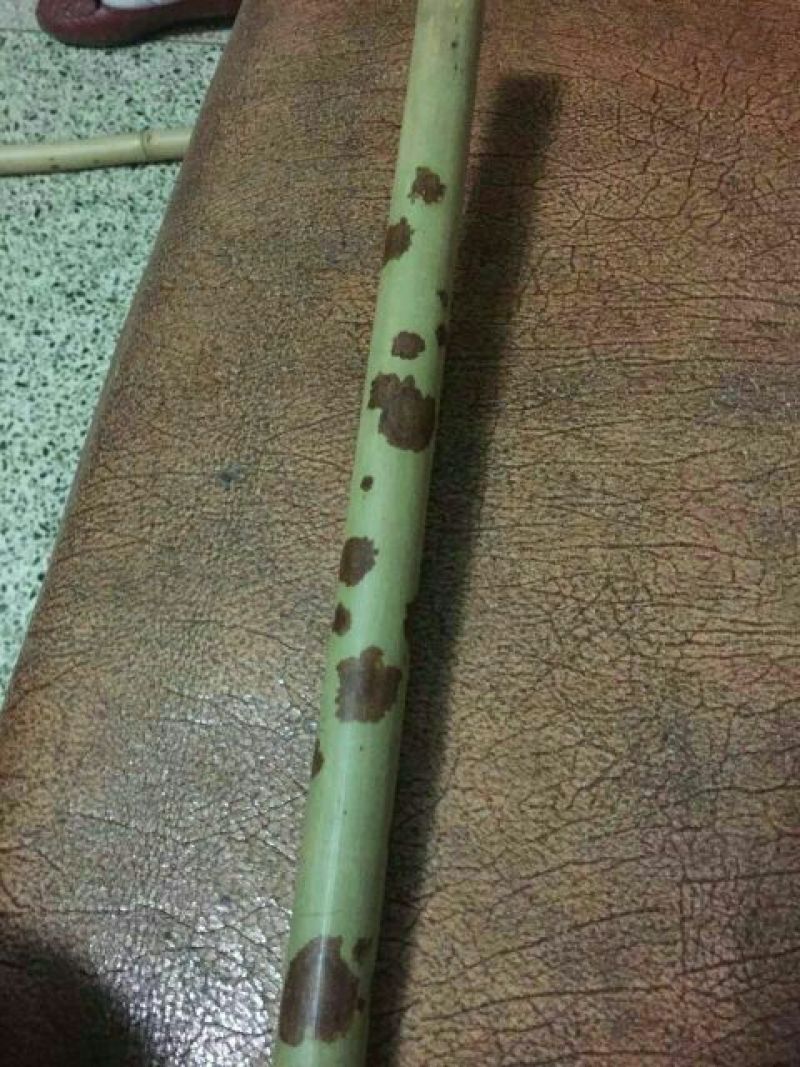 斑竹2~3m
