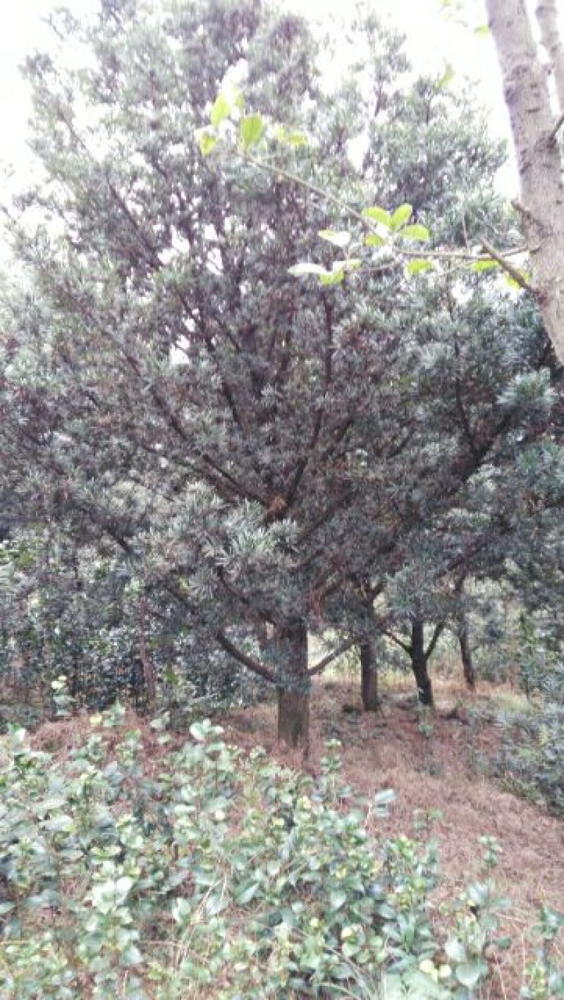 罗汉松10~12cm6~8cm3~3.5米