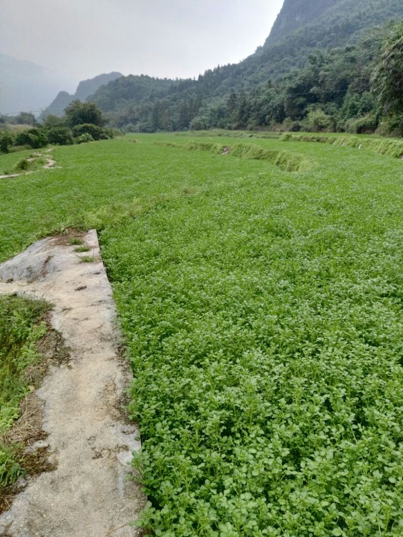 豆瓣菜
