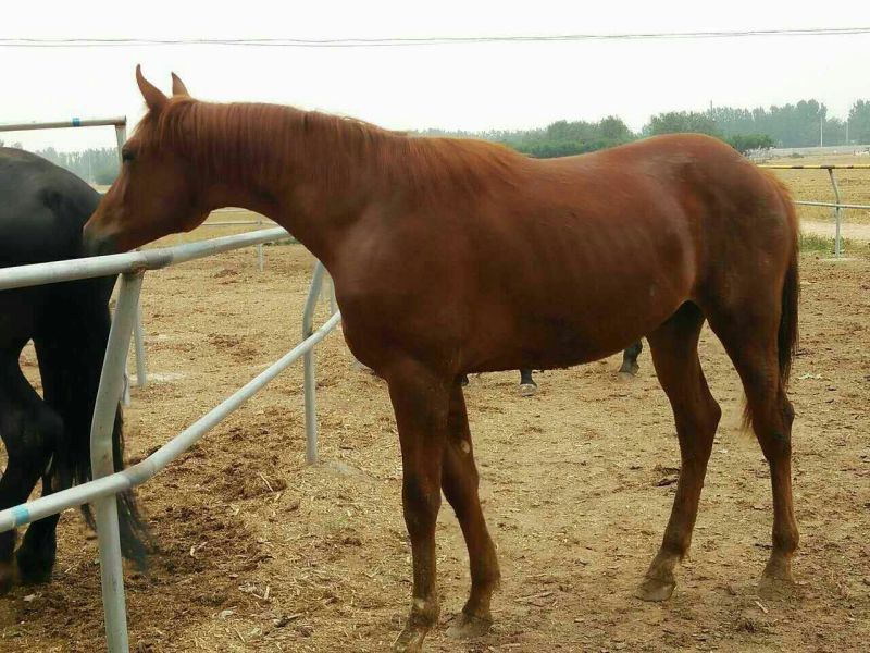肉马300~400kg