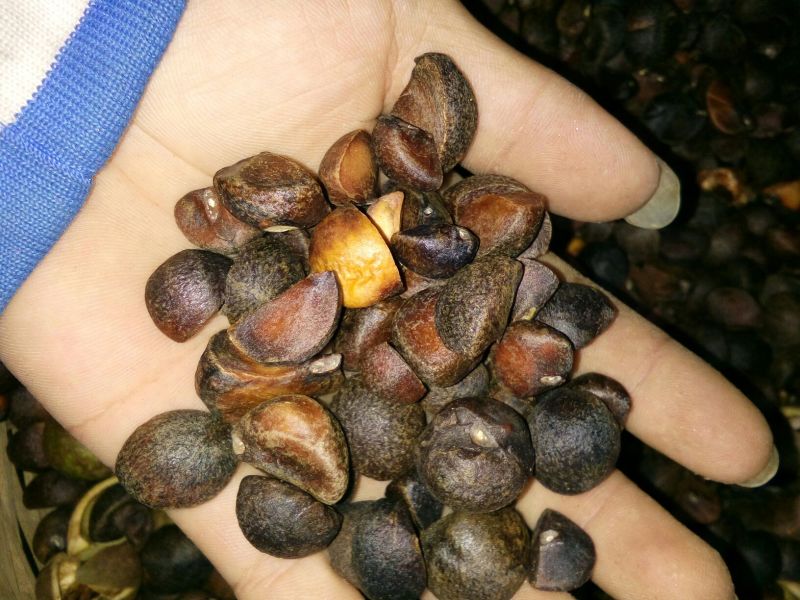 油菜籽2