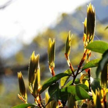 白老鹰茶三级