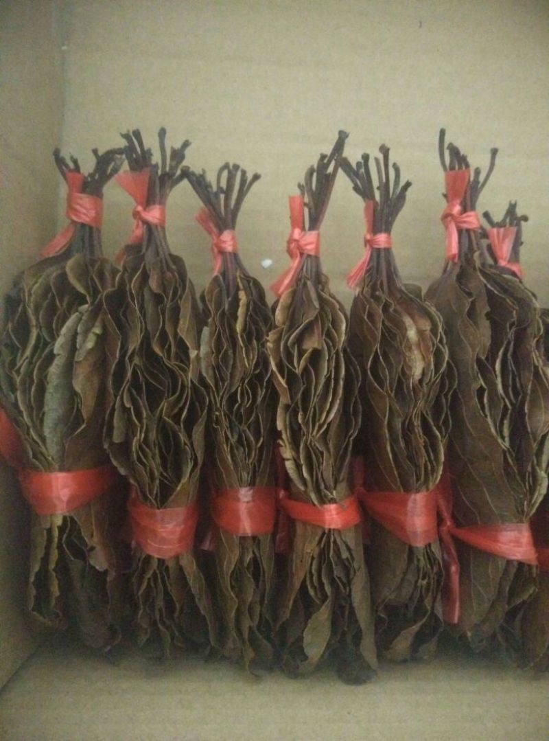 本山茶一级