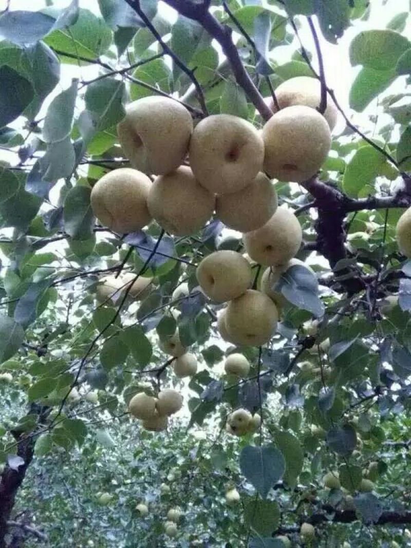 砀山梨250~300g筐装