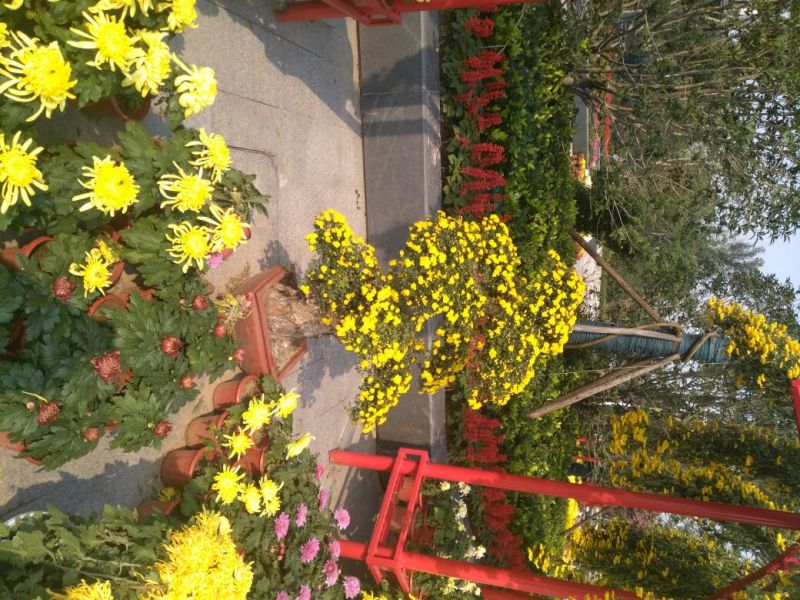 野菊花统货