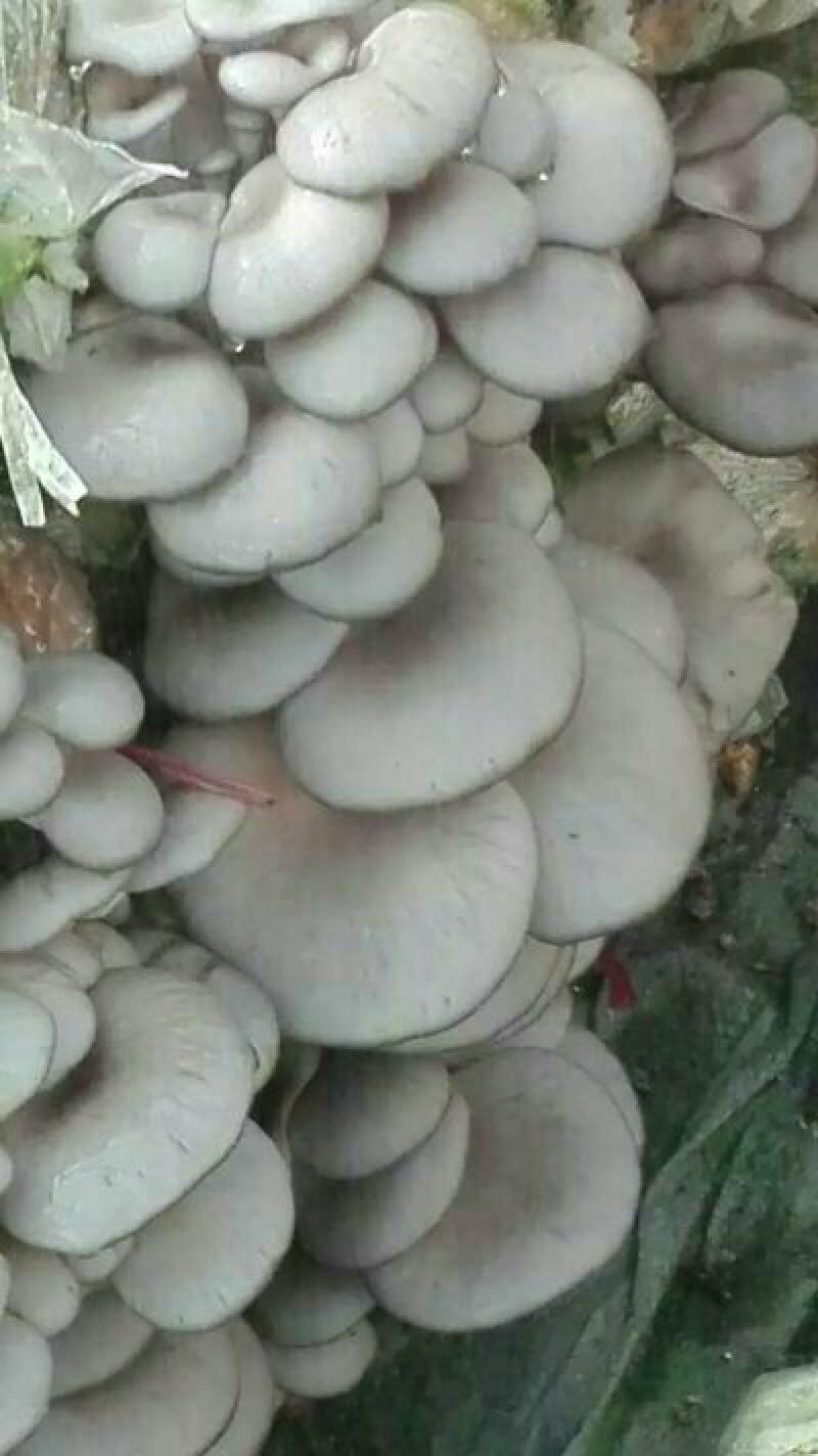 河北邯郸平菇菌种栽培种包抗病食用菌