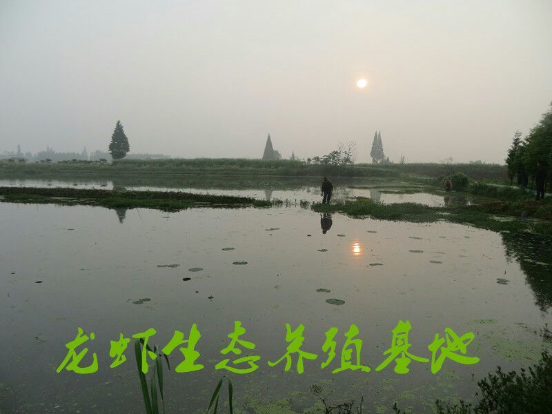 湖南益阳小龙虾食用4~6钱活虾