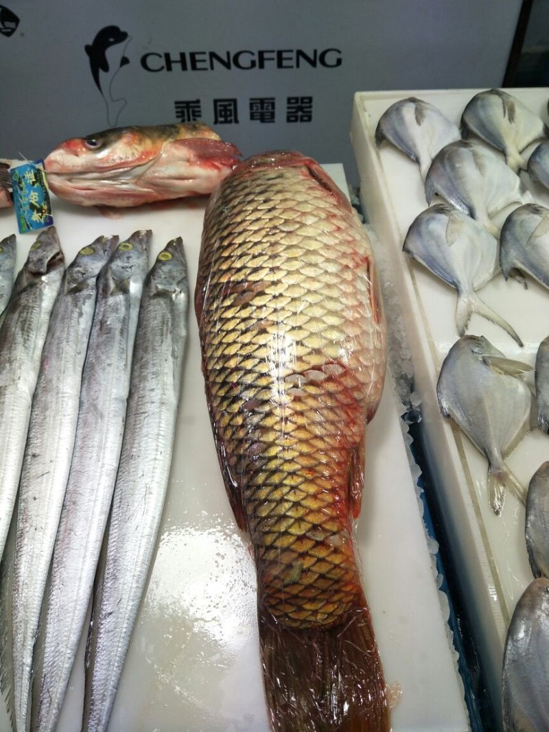 江鲤鱼食用3公斤以上