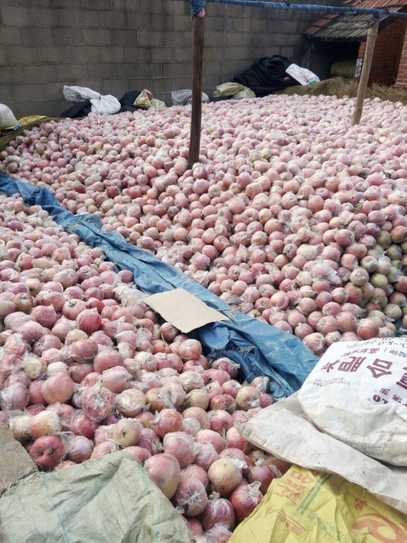 苹果怎么批发卖出去?