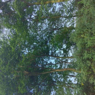 朴树10~20cm