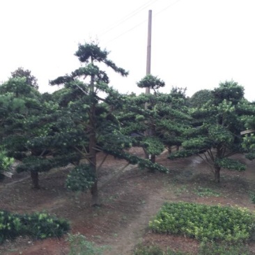 罗汉松