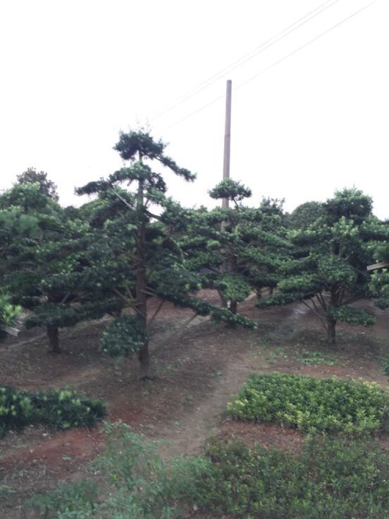 罗汉松