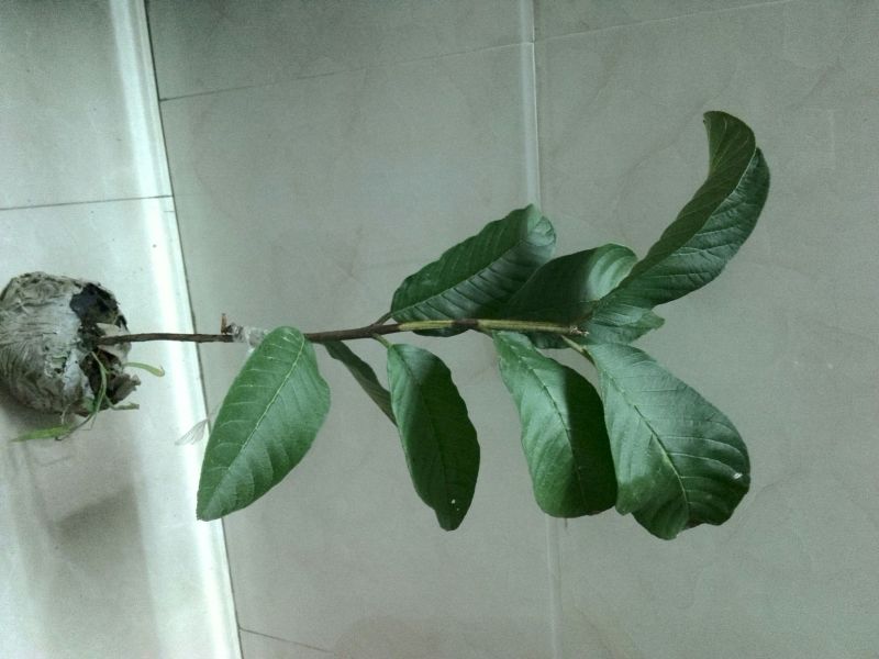 西瓜番石榴苗30cm以下