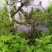 松树树桩10~15cm