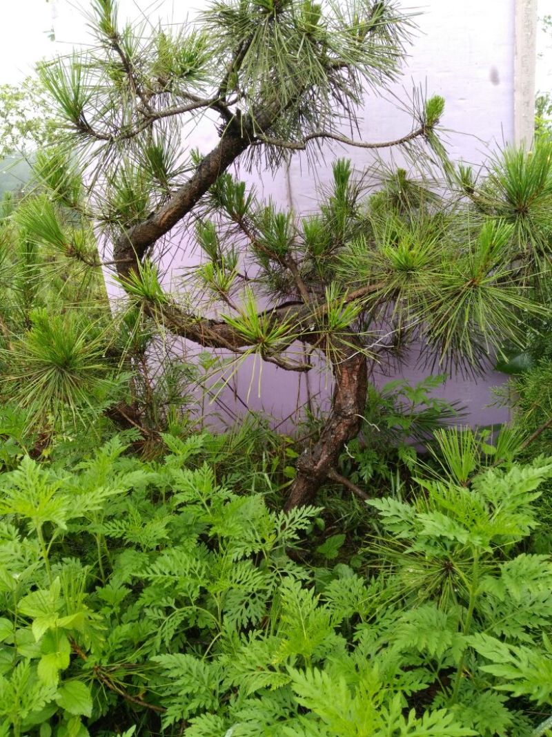 松树树桩10~15cm