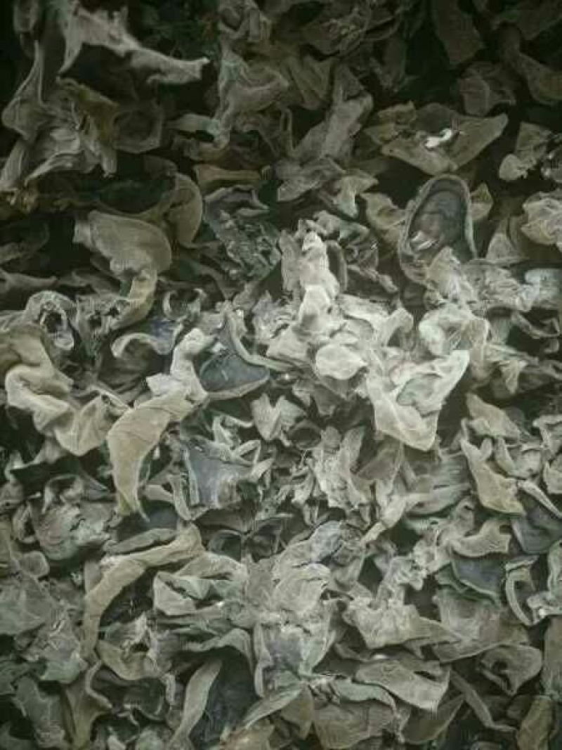 秋耳特级