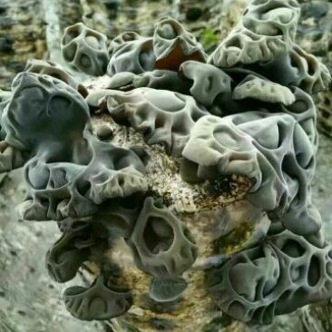 木耳一级