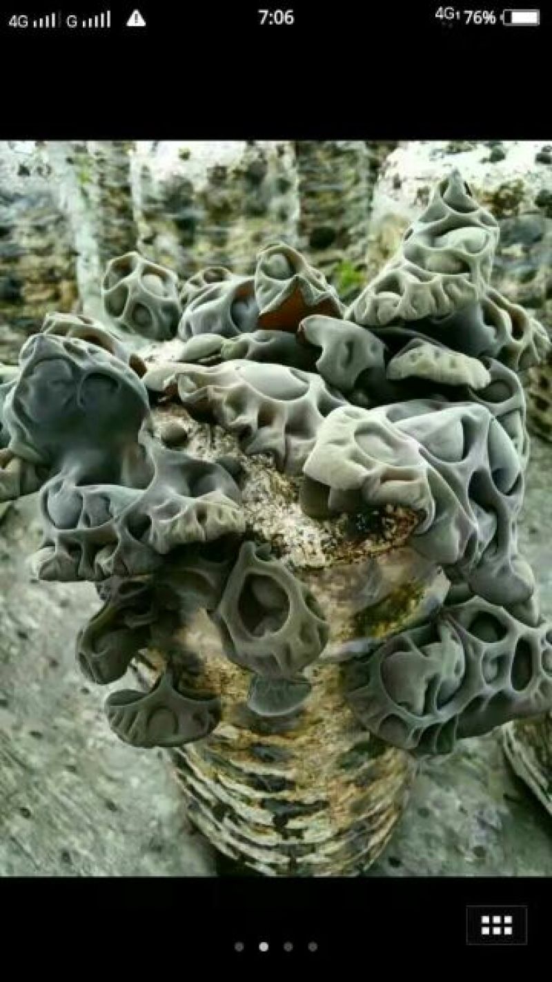 木耳一级