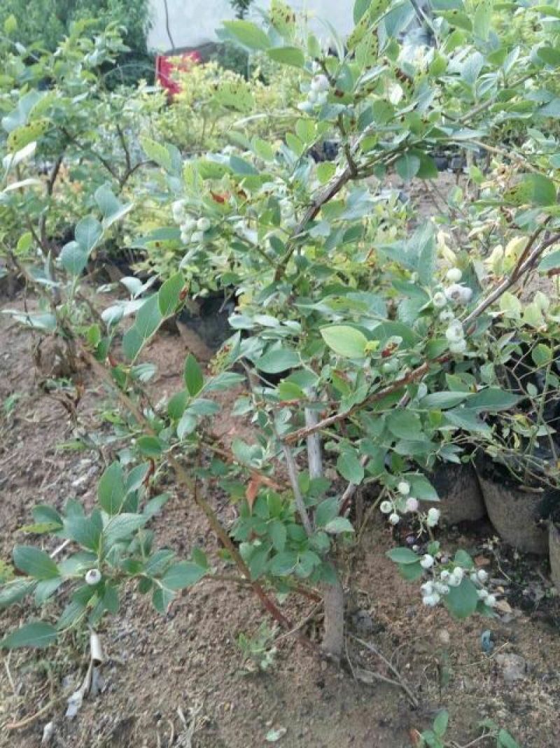 蓝莓苗1~2年50~80cm