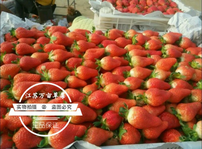 专业代收草莓徐州草莓宁玉天仙醉联盟杠二草莓美团多多