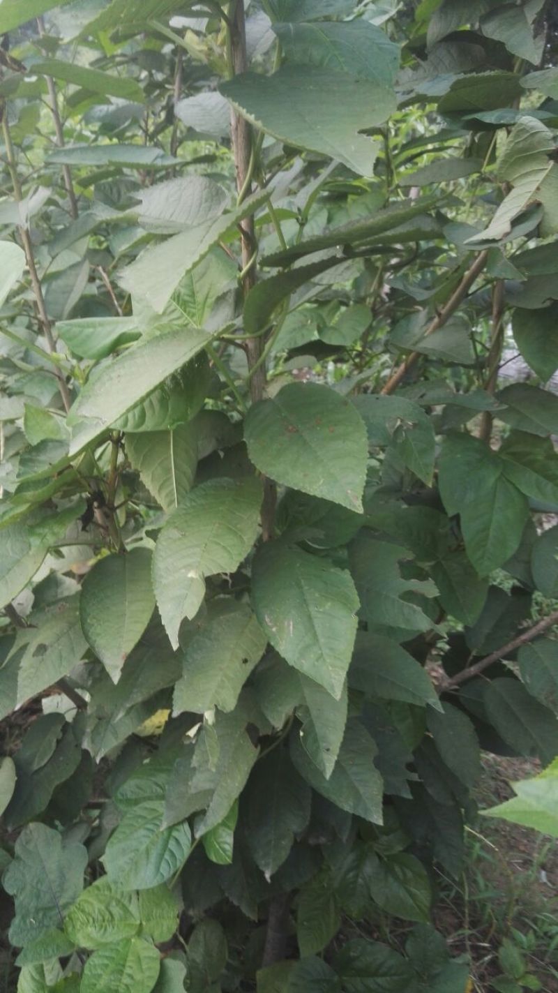 美早樱桃苗美早樱桃树苗，矮化砧