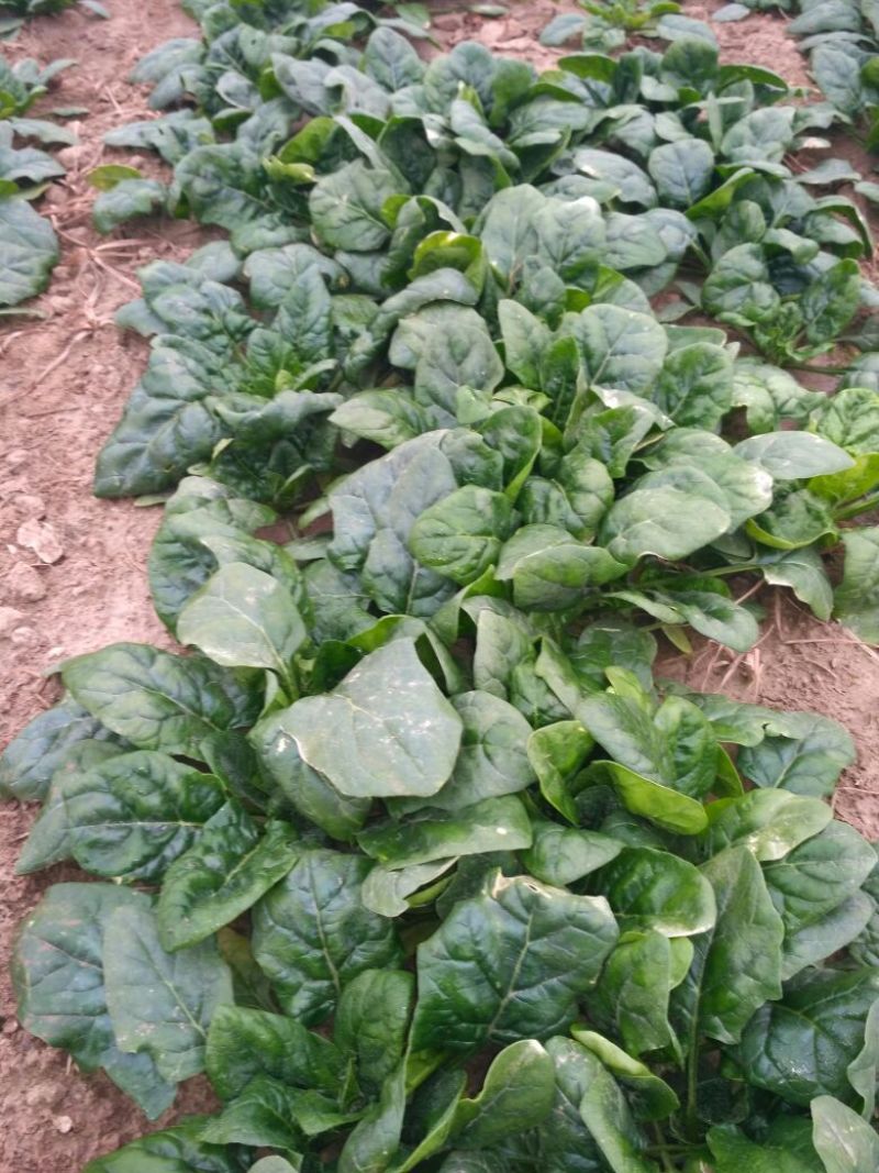 黑叶菠菜10~15厘米