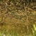 沂蒙霜红桃树苗80cm以上