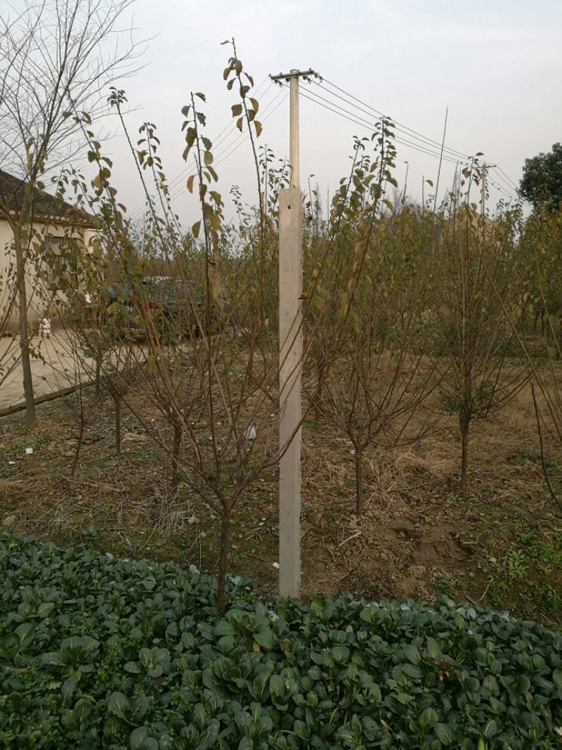 红梅4~6cm4~6cm1.5~2米