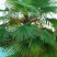 棕榈树