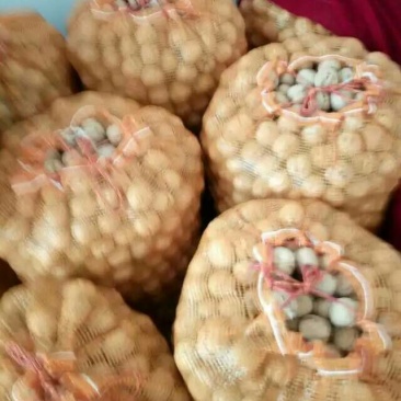 纸皮核桃30mm以上去皮干
