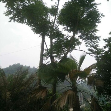 栾树10~12cm10~12cm3.5~4米