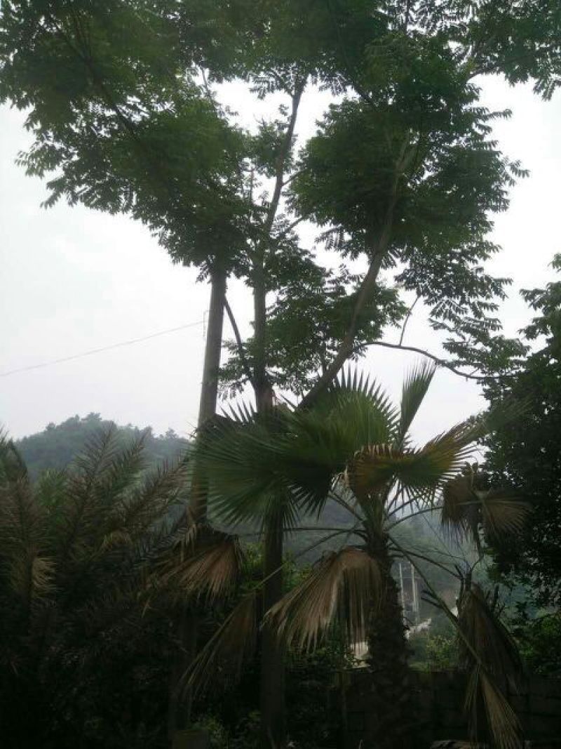 栾树10~12cm10~12cm3.5~4米