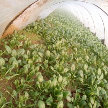 大叶菠菜15~20厘米