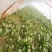 大叶菠菜15~20厘米