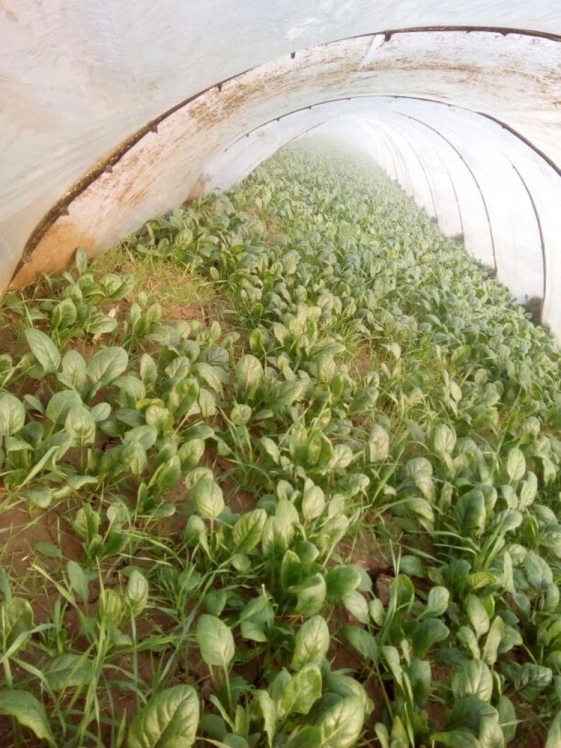 大叶菠菜15~20厘米