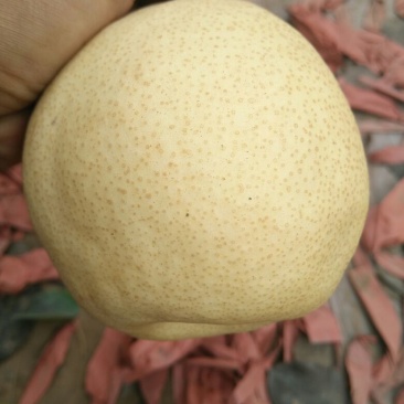 酥梨100~150g纸箱